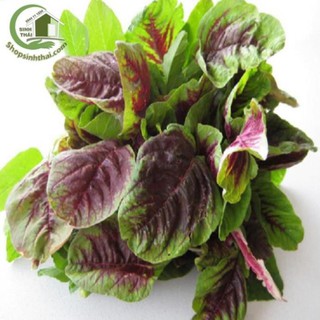 Hạt Giống Rau Dền