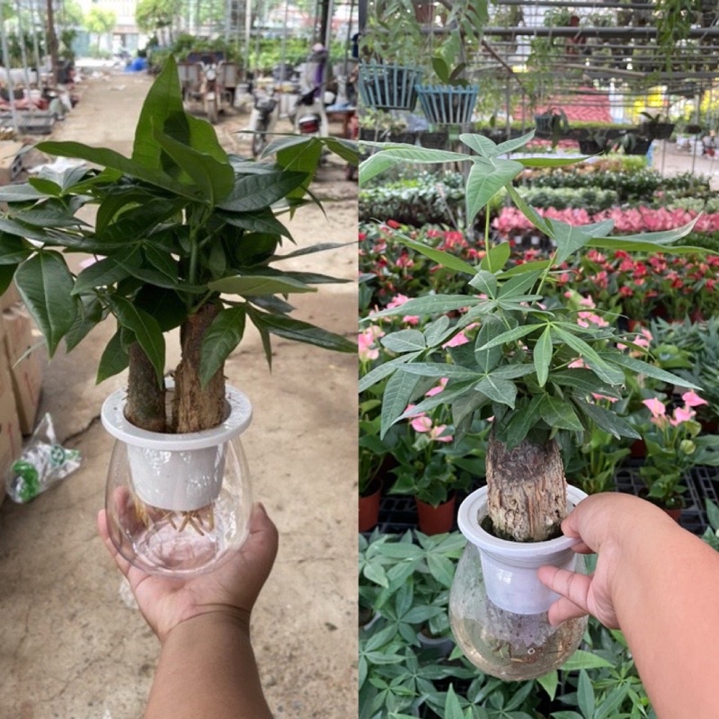 Cây kim ngân thuỷ sinh để bàn