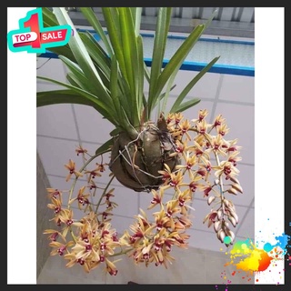 🍀BAO CHẤT🍀Địa Lan kiếm lá cứng hoa Tết ( nguyên giề 2 thân trở lên)
