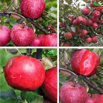 [GIÁ GỐC] Hạt giống táo đỏ lùn - 5 hạt