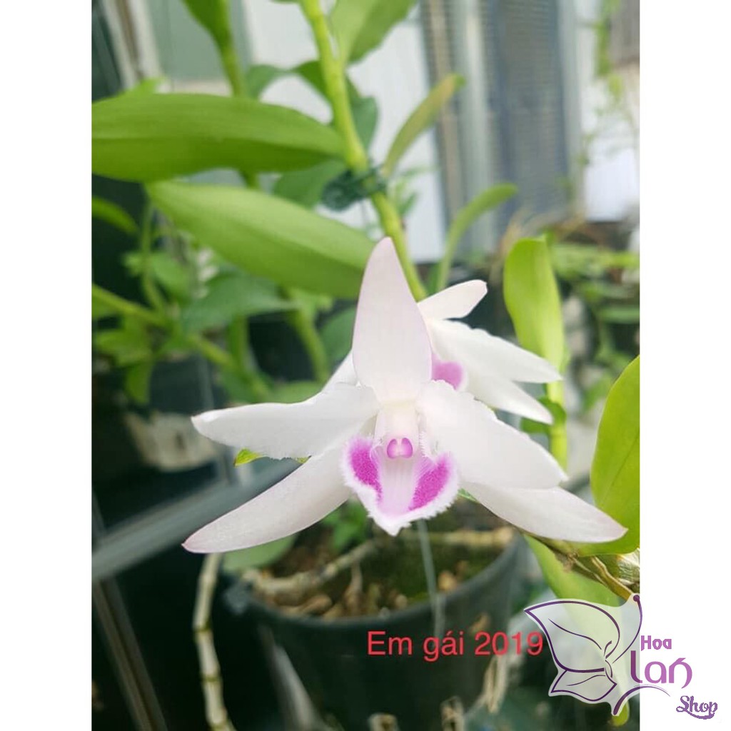 Phi điệp 5 cánh trắng Phú Thọ