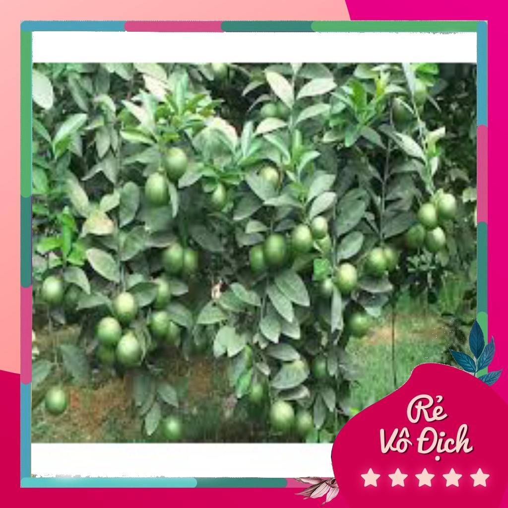 Cây chanh tứ quý, cây chanh giống, chanh tứ quý - caygiong-f1
