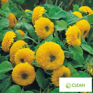 Hạt giống hoa Hướng dương Kép