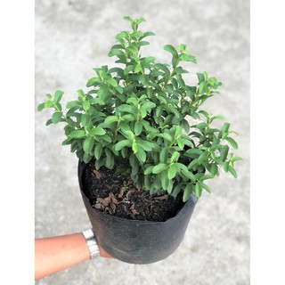 Chậu cây ổi Sẻ ( Ổi Nhật)