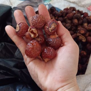 Quả bồ hòn