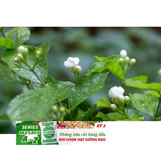 Hạt giống hoa nhài _ hoa lài đến mùa trồng tết