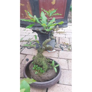 Lộc vừng bonsai