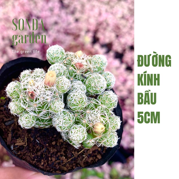 Xương rồng trứng chim SONDA GARDEN size bé 5-7cm, xuất xứ Đà Lạt, khoẻ đẹp, lỗi 1 đổi 1