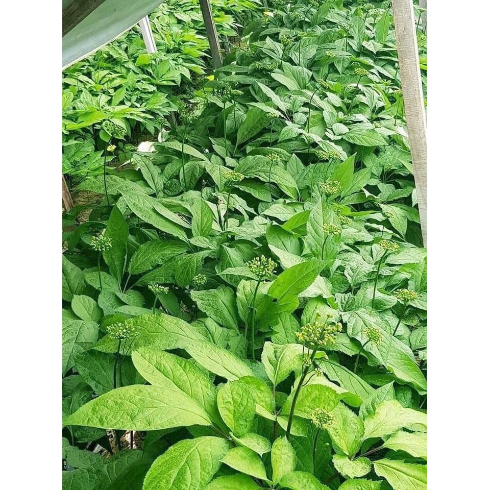 Trà Hoa Sâm sấy khô Hàn Quốc túi 500g