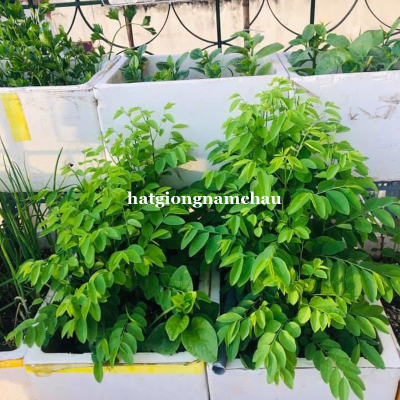 100H HẠT GIỐNG RAU NGÓT