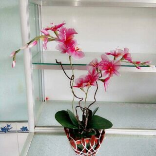 Chậu hoa lan vải voan