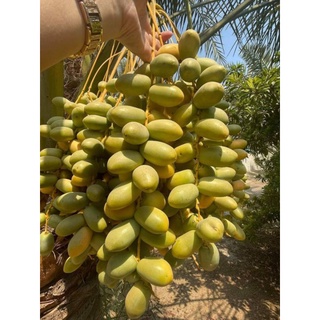 Cây giống chà là ăn quả (cấy mô)