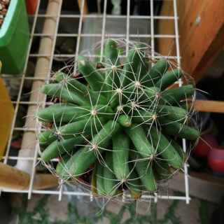 Chuối xanh size to - xương rồng