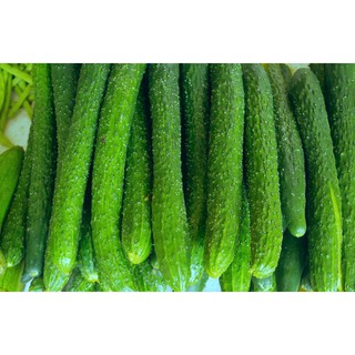 Hạt Giống Dưa Chuột Nhật 10 Hạt