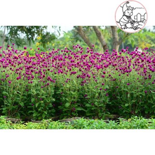 Hạt hoa cúc bách nhật màu tím - gói 0,5 gram