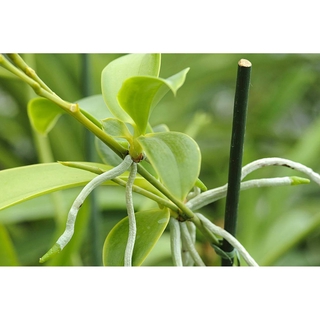KÍCH KEI CHO LAN SIÊU TỐT ( KÍCH KEIKI PRO XUẤT XỨ MỸ )
