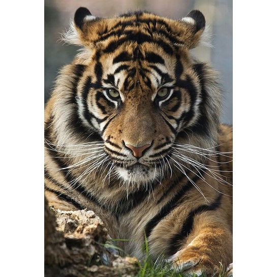 Bộ Tranh Đính Đá 5D Tự Làm 40*50CM Hình Hổ Độc Đáo