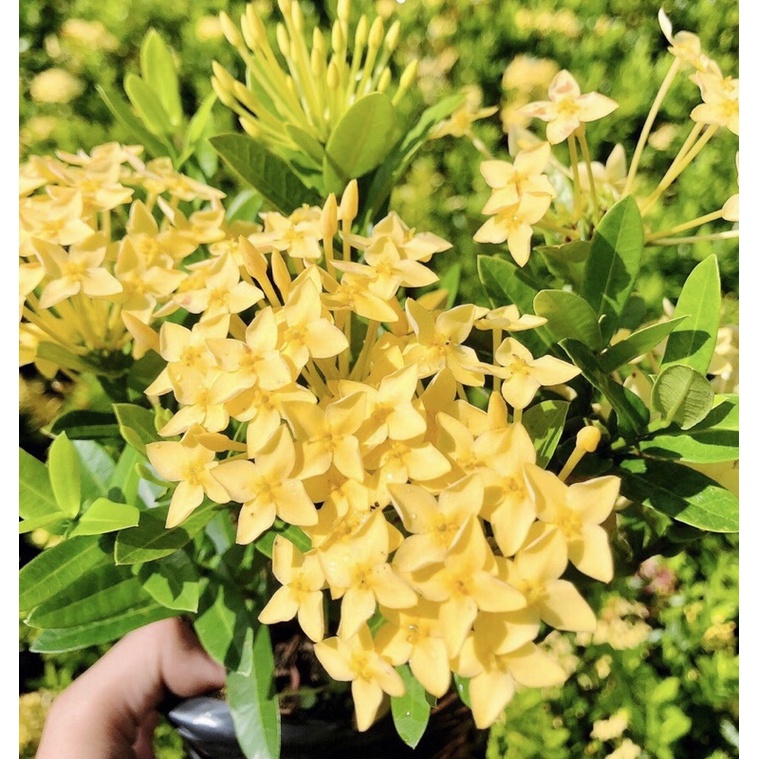 Cây giống hoa mẫu đơn thái vàng