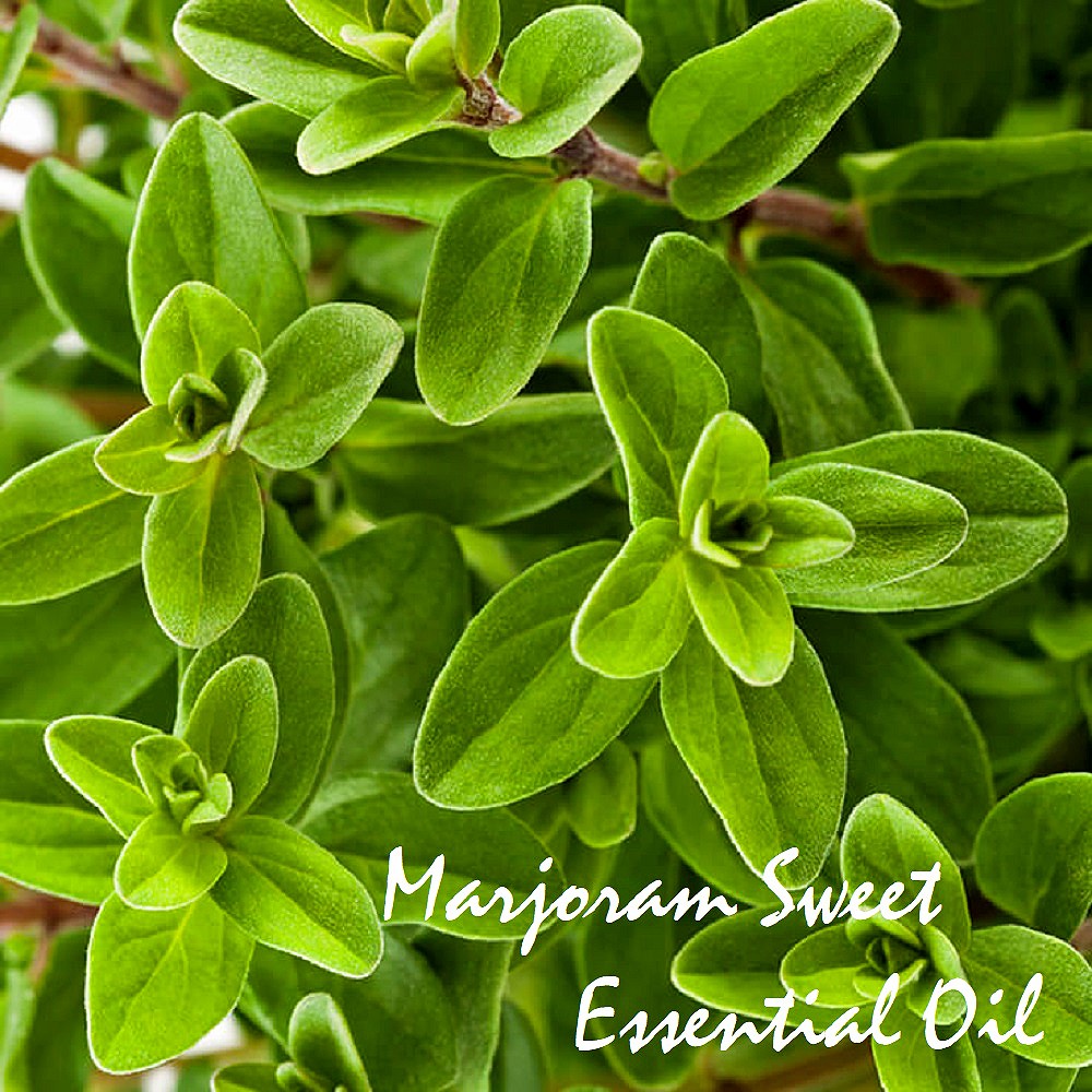 Tinh dầu Kinh giới ô ngọt Marjoram Sweet Essential Oil