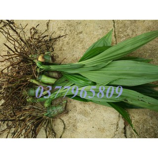 1 khóm địa lan hạc đỉnh nâu