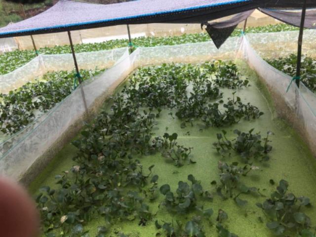 Tráng lưới nuôi ốc nhồi - 15 mét vuông cao sâu 1,3 mét