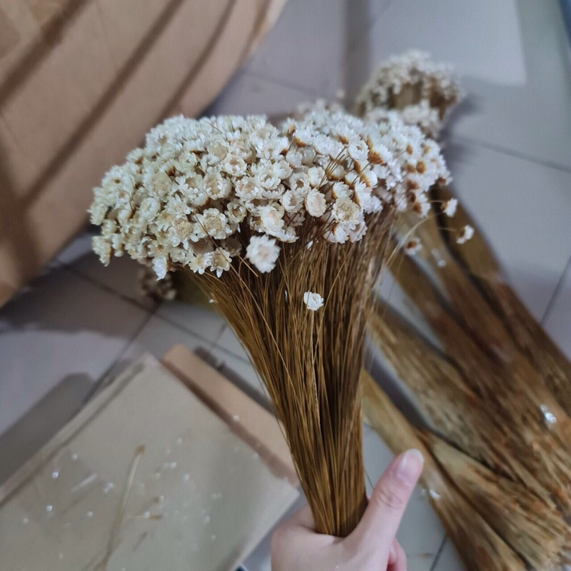 Bó hoa tuyết nhiệt đới thật sấy khô hàng cao cấp loại 1; thân dài 40cm 10 năm không tàn