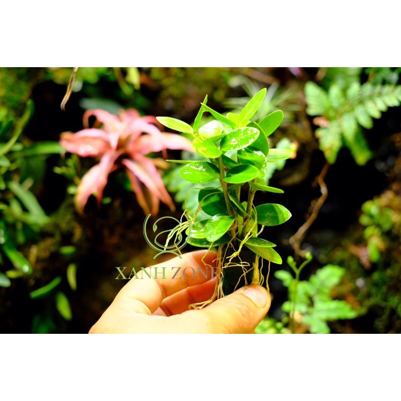 cây cầm cù mini lá tròn nước set bể terrarium, thả hồ non bộ, bán cạn
