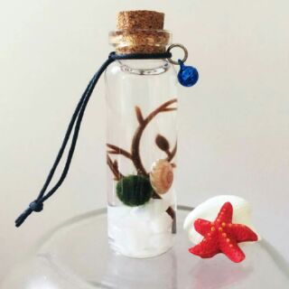 Marimo Tảo Cầu Nhật Bản