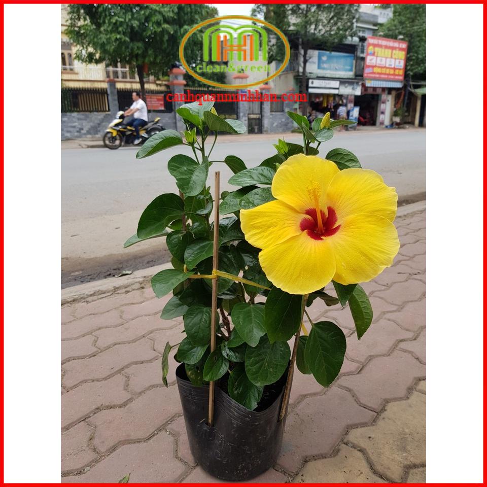 Phân bón tổng hợp 3 thành phần NPK 15-5-20 hàm lượng Kali cao giúp cây ra hoa, ra trái đồng loạt; hạn chế rụng hoa, trái