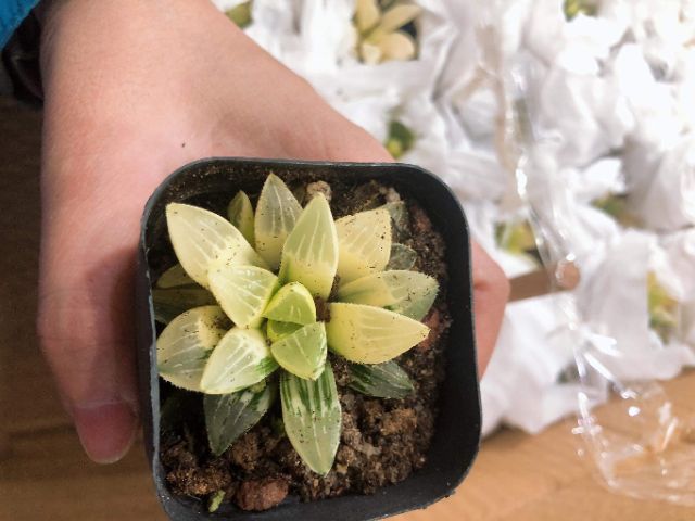 Sen đá guốc var vàng