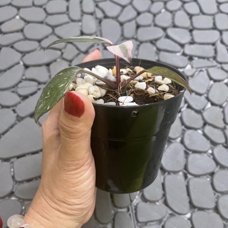 Trầu bà công chúa hồng pink princess cây nhỏ var đẹp hồng nhiều