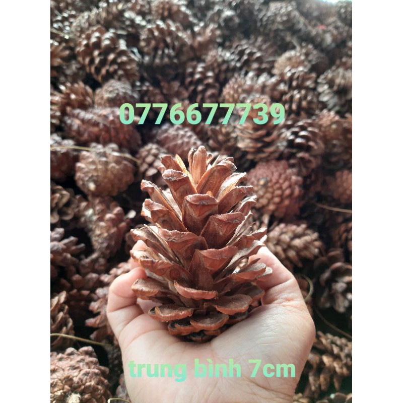 3kg- 3 loại trái thông -quả thông khô Đà lạt
