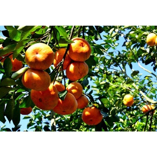 Cây quýt hồng Lai Vung(cây giống chiết cành)