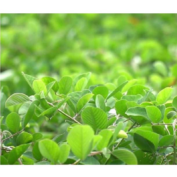 Kim tiền thảo khô JINDO 1kg