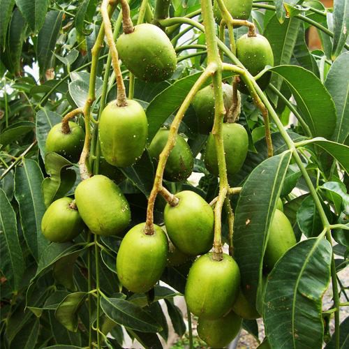TẶNG 1 GÓI P.BÓN_COMBO 5 CÂY GIỐNG CÓC THÁI 145K