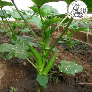 HẠT ĐẬU BẮP - CÀ BẮP - GÓI 18 GRAM