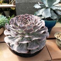 Chuồn Chuồn Đỏ Channel