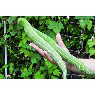 Hạt giống Mướp Rắn Qủa Dài, mướp nhật - Nảy mầm tốt - Tặng kèm 1 gói bón lá và 1 gói kích nảy mầm, có tờ hướng dẫn trồng