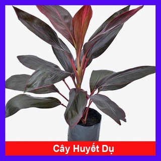 Cây Huyết Dụ - cây cảnh trong nhà - caykiengsadec