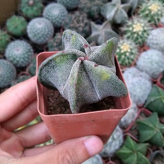 Xương rồng Astro 4-6cm