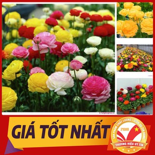 Gói 20 Hạt Giống Hoa Hồng Ri Ba Tư Nhiều Màu . SỰ THẬT BẤT NGỜ VỀ GIỐNG HOA HỒNG RI BA TƯ MANG THỊNH VƯỢNG, MAY MẮN