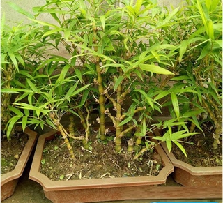 Cây trúc đùi gà lùn mini, trúc phật bà nhiều thân