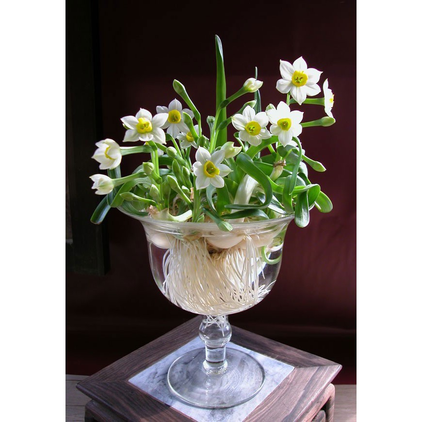 Chậu Ly nhựa trồng hoa thủy tiên, ly giả thủy tinh, chậu lục giác thủy canh