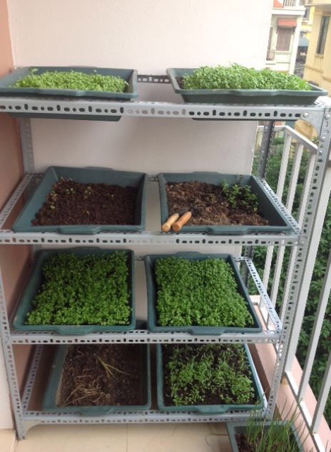 Kệ sắt trồng rau 2 tầng mỗi tầng để được 2 khay