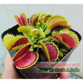 Cây bẫy kẹp typical