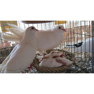 Combo 10Trứng bồ câu giả