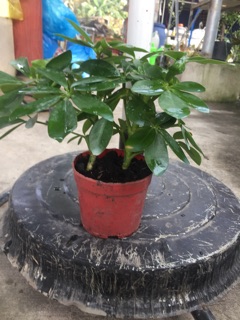 Ngũ gia bì để bàn
