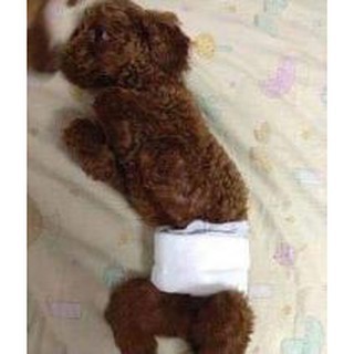 Bỉm cho chó đực