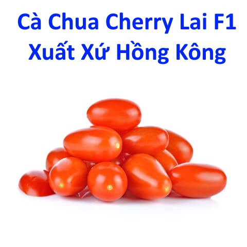 Cà Chua Cherry Lai F1 (0.1g), Xuất Xứ Hồng Kông, Hạt Giống Cà Chua Pi