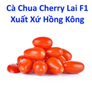 Mua Cà Chua Cherry Lai F1 (0.1g)  Xuất Xứ Hồng Kông  Hạt Giống Cà Chua Pi